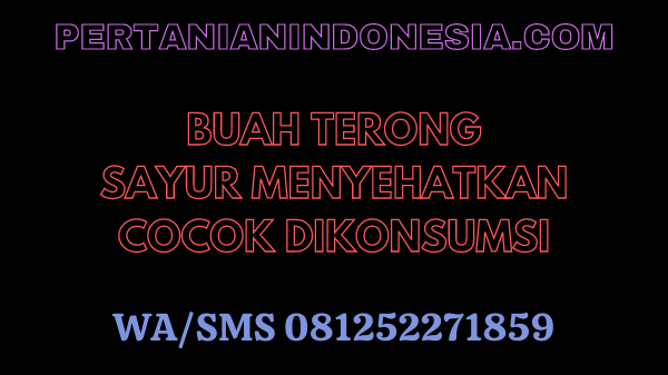 Buah Terong, Sayur Menyehatkan Cocok Dikonsumsi